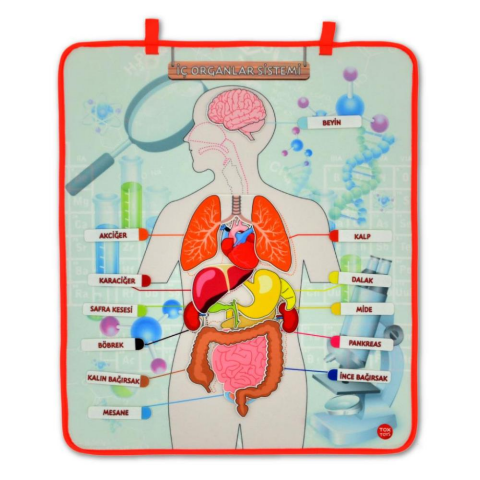Tox İç Organlar Sistemi Keçe Duvar Panosu