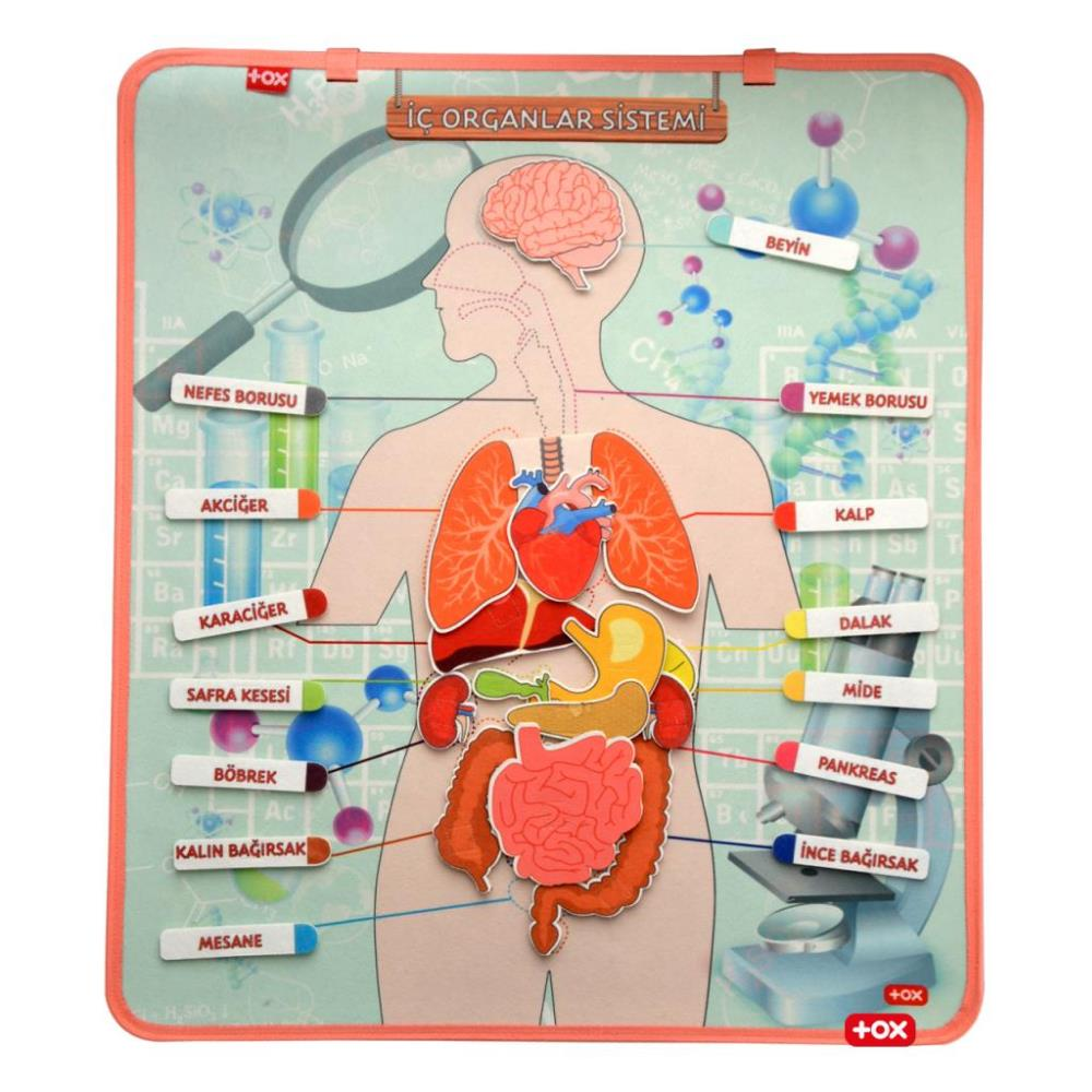 Tox İç Organlar Sistemi Keçe Duvar Panosu