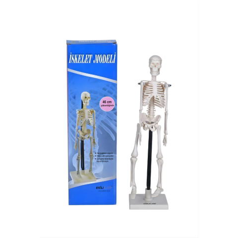 İskelet Modeli
