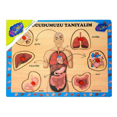 Ahşap Tutmalı Vücudumuzu Tanıyalım